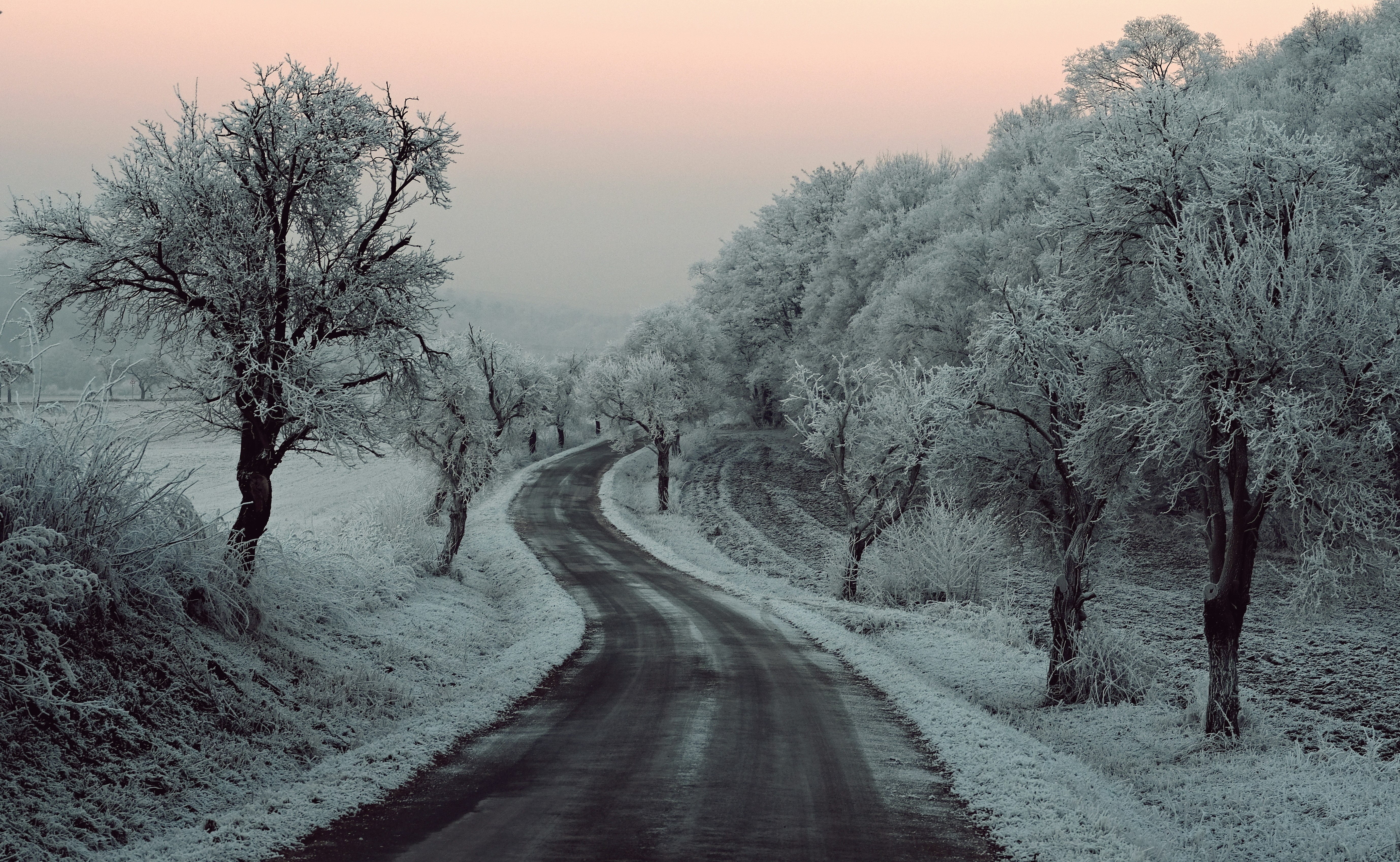 empty road in between trees covered with snow